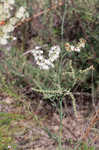 Southern jointweed